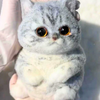 Cat Squishy Toy