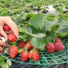 Strawberry Planting Frame