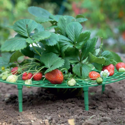 Strawberry Planting Frame